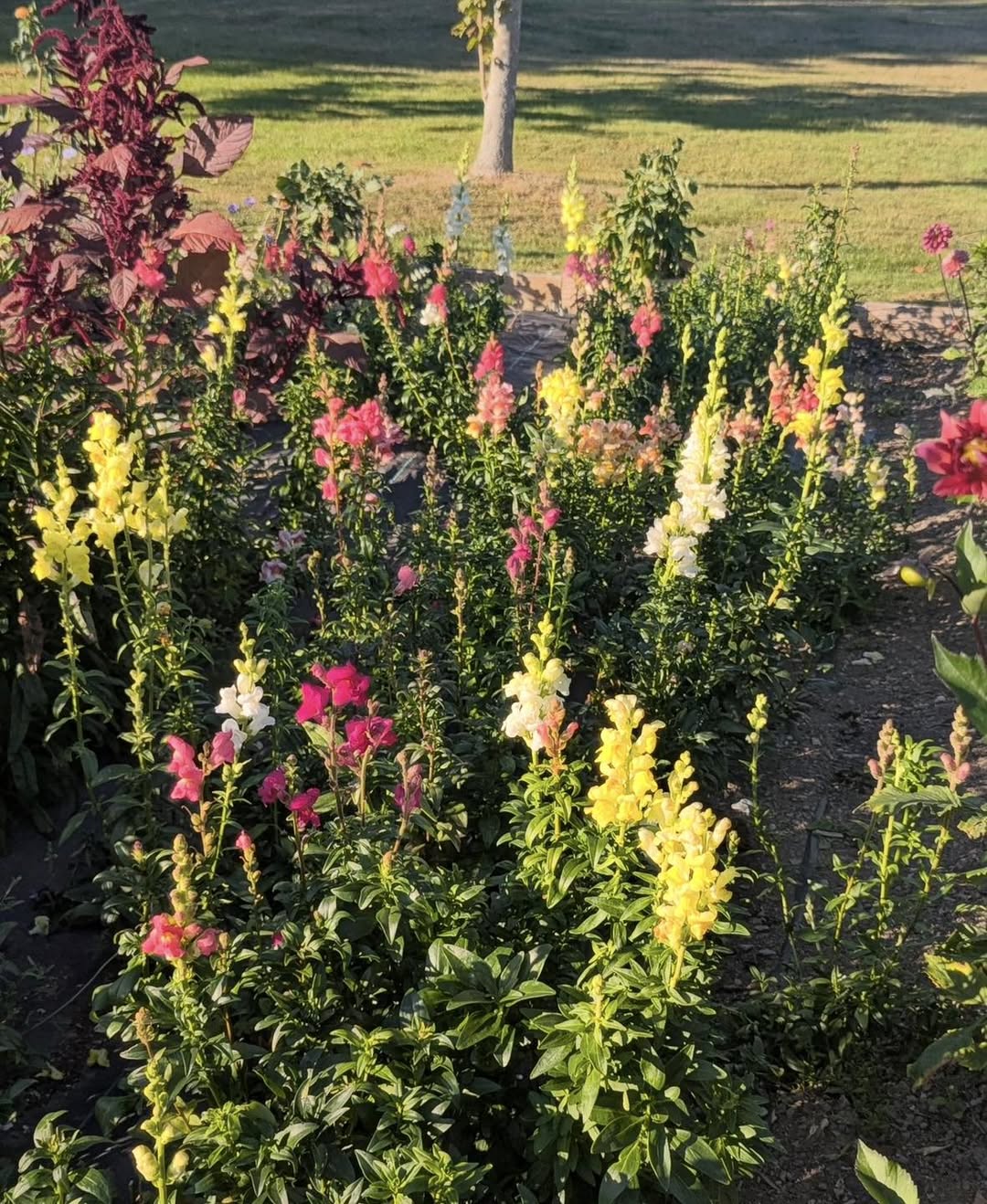 Growing Better Snapdragons