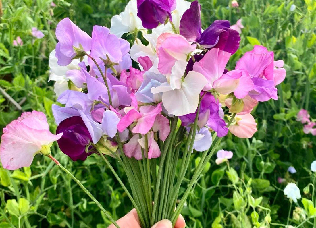 Bringing back Sweet Peas Again