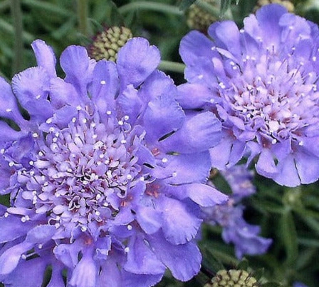 Pincushion Flower Mix (Scabiosa)