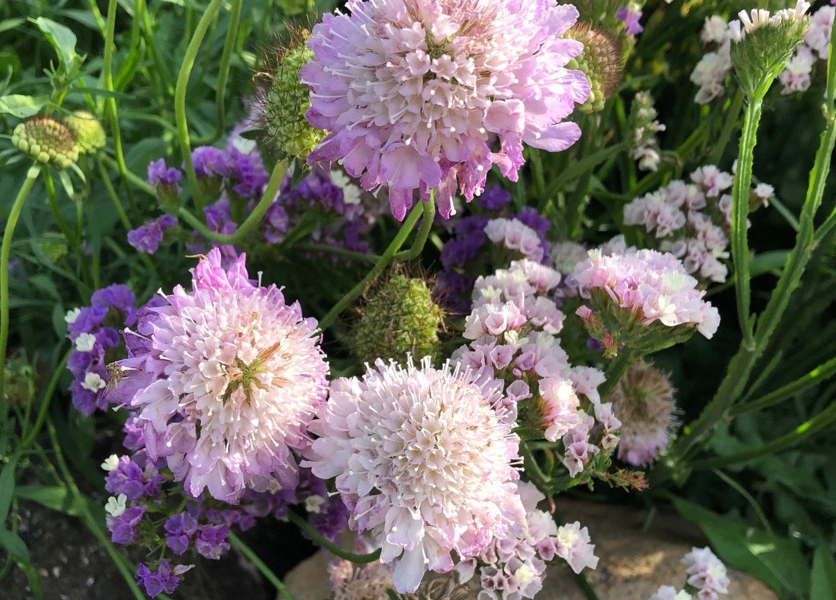 Pincushion Flower Mix (Scabiosa)