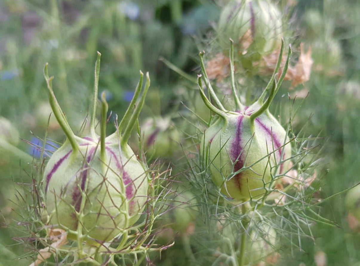 Love-in-a-Mist (White Nigella)