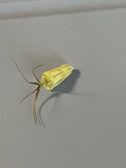 Pincushion Flower Mix (Scabiosa)