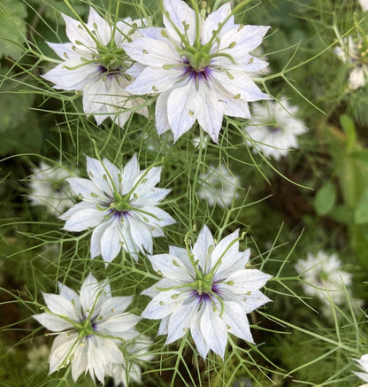 Love-in-a-Mist (White Nigella)