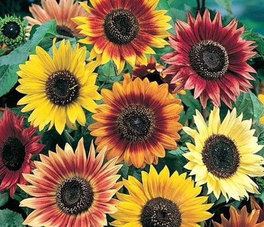 Sunflowers – Mixed Colours
Branching & Single-Stem