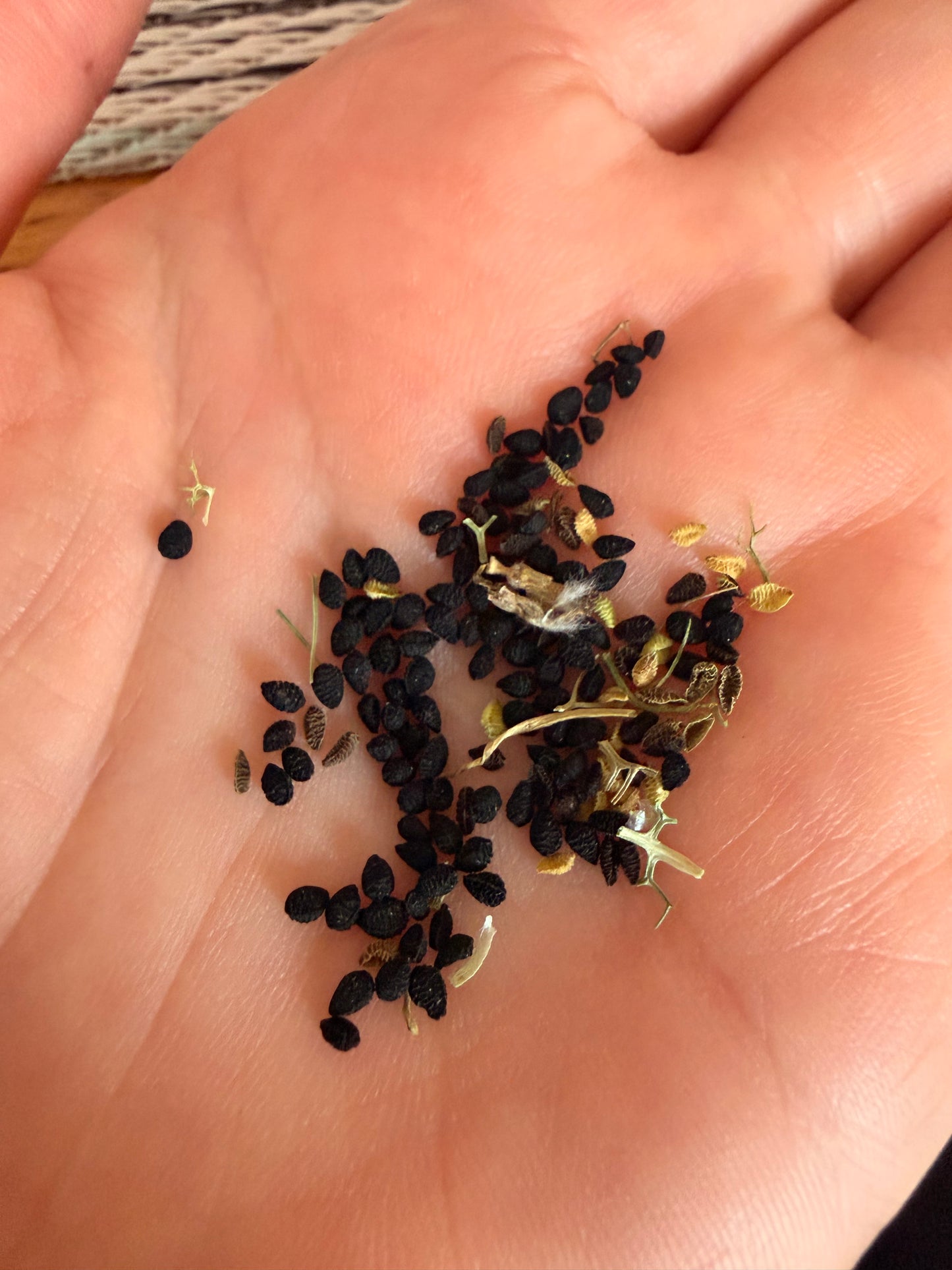 Love-in-a-Mist (White Nigella)