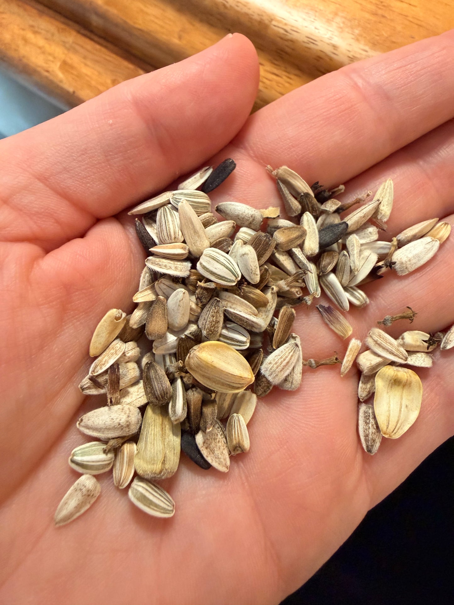 Sunflowers – Mixed Colours
Branching & Single-Stem