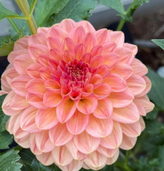 Bonnie’s Lark’s Eb