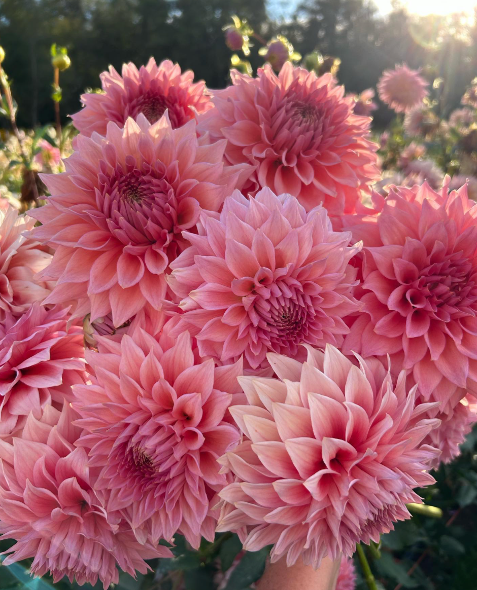 Wyn’s Pink Pearl